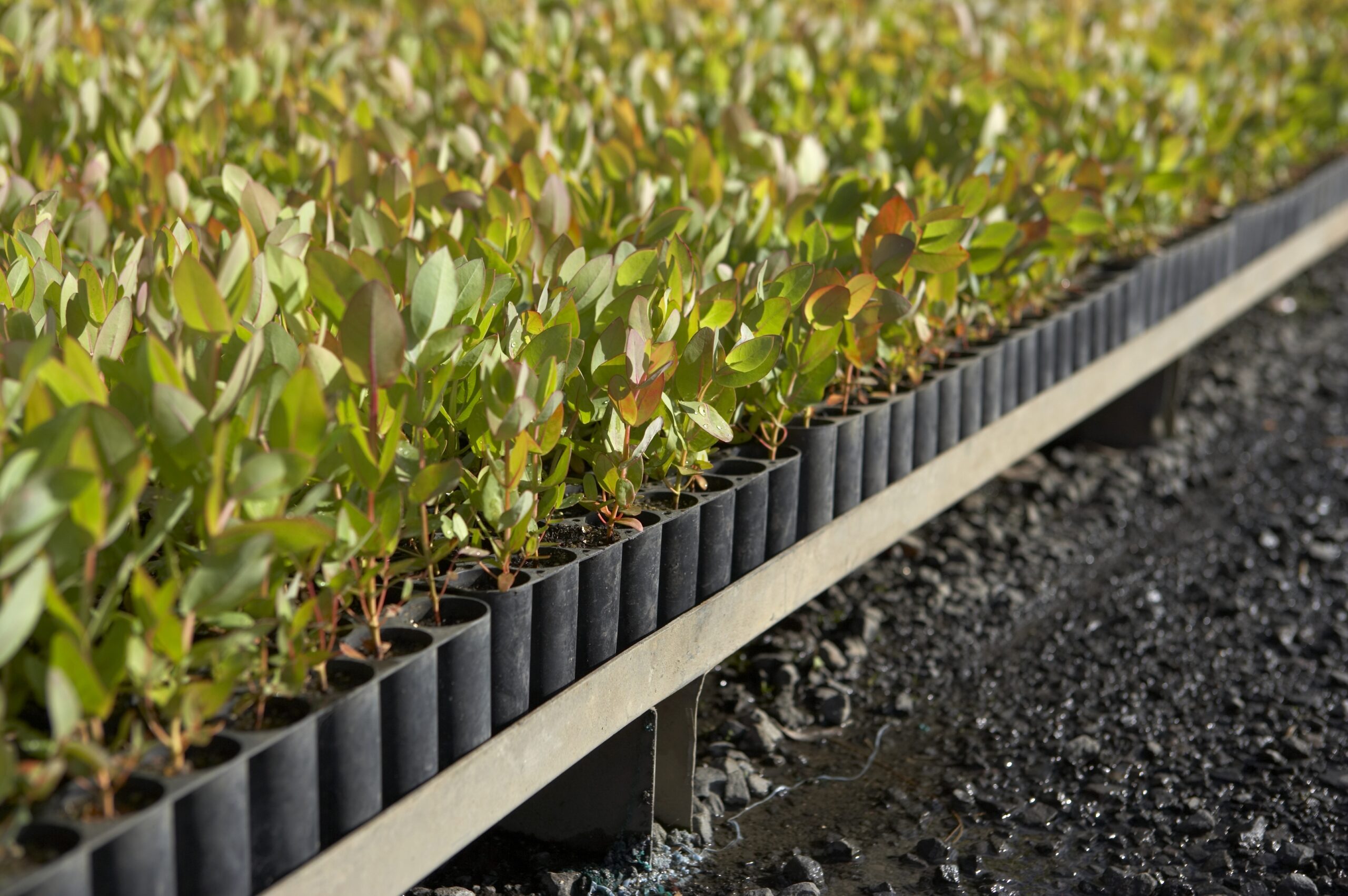 Increase To Grower Levy Gains Industry Approval Forest Wood 