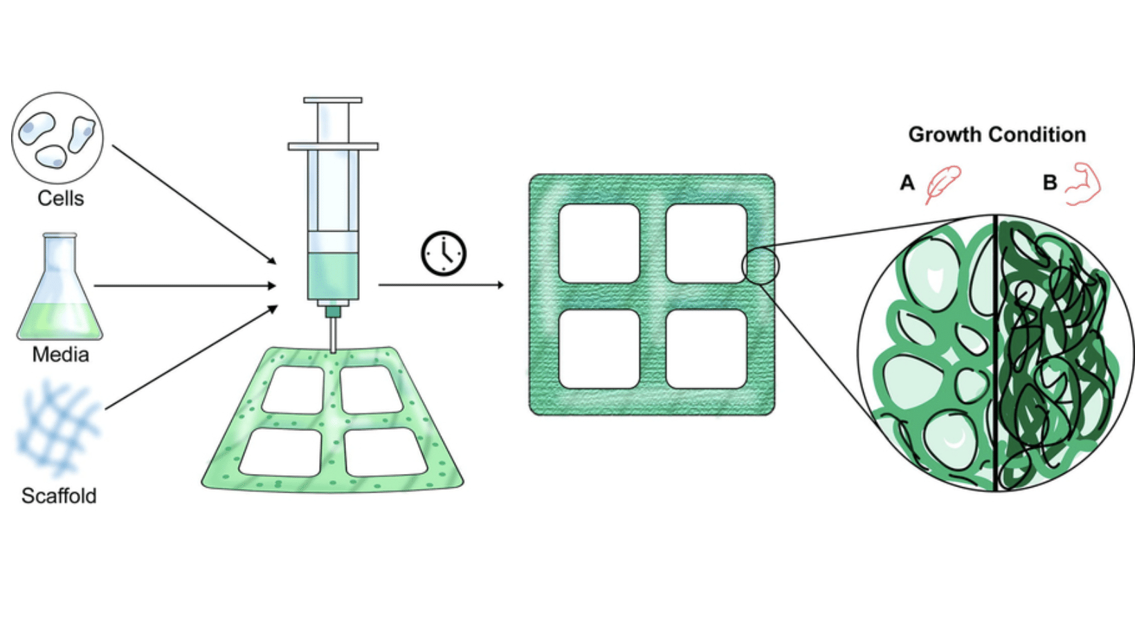 Laboratories the new plantation? Lab grown timber! Forest & Wood