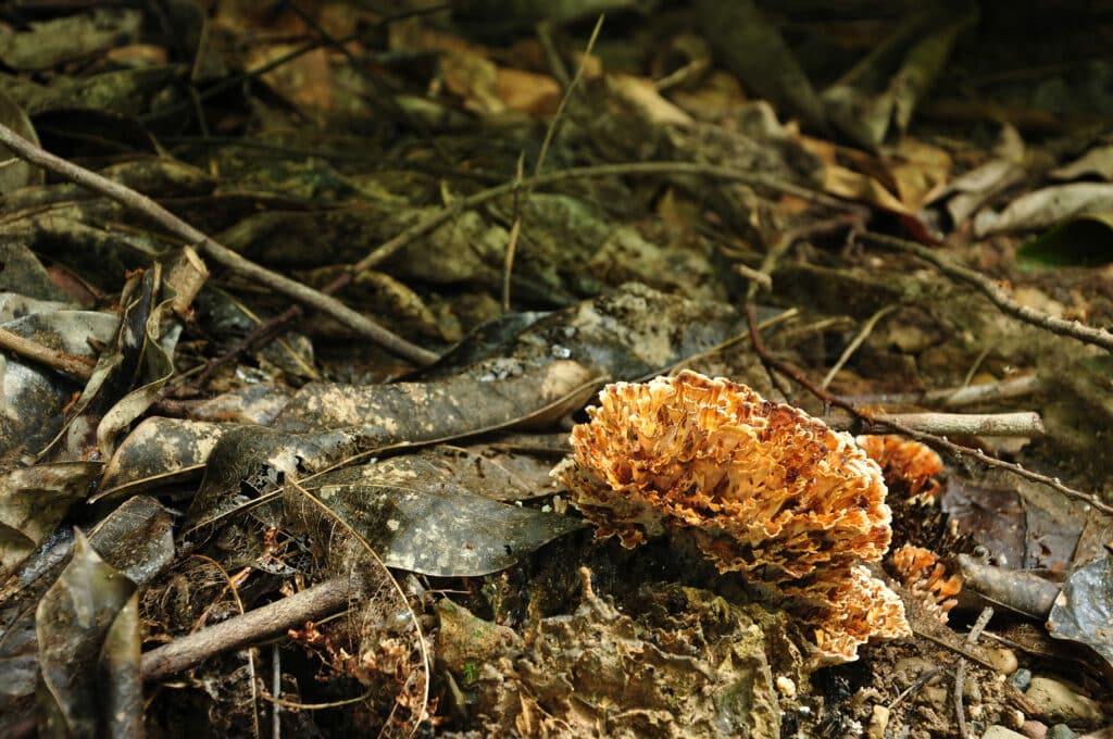Douglas Fir Growth Rates Boosted By Fungi Forest & Wood Products