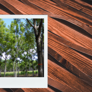 AfricanMahogany