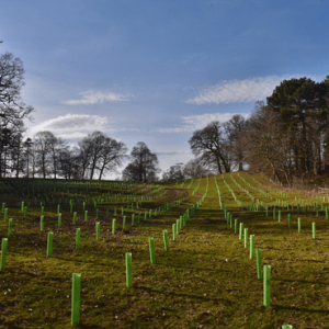 Agroforestry Agroforestry