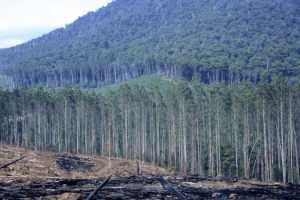 Bushfire_Evidence