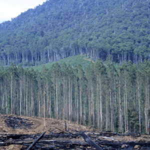 Bushfire_Evidence Bushfire_Evidence