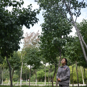 Creating-the-perfect-seedlings-to-help-green-an-entire-province-Image-source-Xinhua