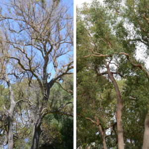 Decades-old-mystery-surrounding-decline-of-ancient-WA-trees-finally-solved