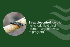 Sirex biocontrol
