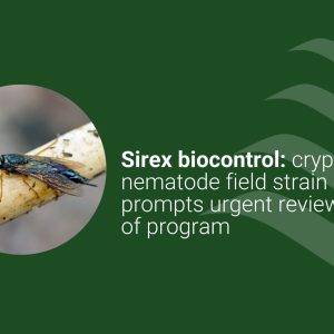 Sirex biocontrol
