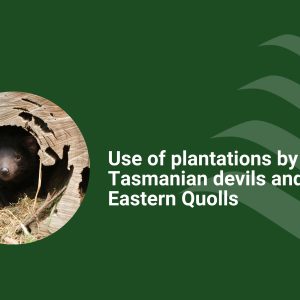 Use of plantations by Tasmanian Devils and Eastern Quolls