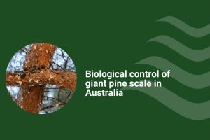 GDP Growth Projections (3)