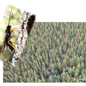 Global-breakthrough-to-combat-biggest-threat-to-Aussie-pine Global-breakthrough-to-combat-biggest-threat-to-Aussie-pine