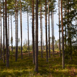 Growing_research_capacity_in_Aussie_forestry Growing_research_capacity_in_Aussie_forestry