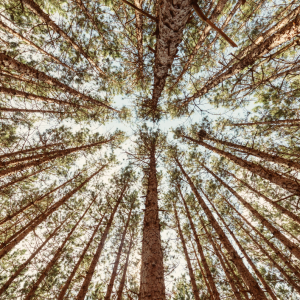 How-to-get-more-from-pine-Create-the-worlds-largest-pine-study How-to-get-more-from-pine-Create-the-worlds-largest-pine-study