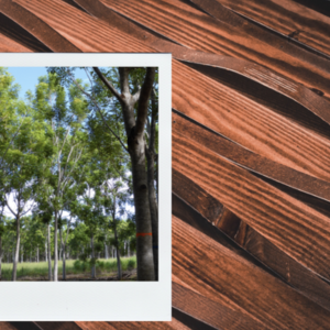 Maximising-the-potential-of-Australias-blue-gum-trees