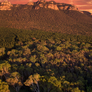 Meet-one-of-the-worlds-largest-fully-integrated-plantation-managers-and-woodchip-exporters-.-right-here-in-Australia