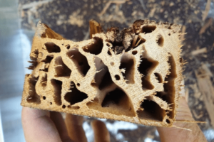 Reducing_domestic_damage_from_the_worlds_most_destructive_drywood_termite
