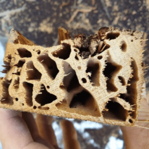 Reducing_domestic_damage_from_the_worlds_most_destructive_drywood_termite Reducing_domestic_damage_from_the_worlds_most_destructive_drywood_termite