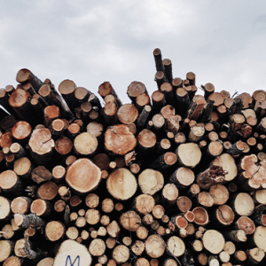 TimberTalks