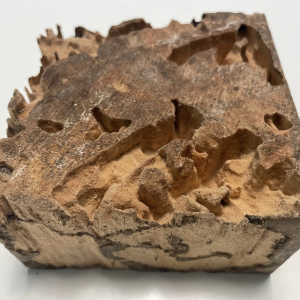 Turns-out-termites-love-a-warm-day-too-Image-credit-Rhiannon-Dalrymple Turns-out-termites-love-a-warm-day-too-Image-credit-Rhiannon-Dalrymple