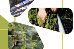 Why_forestry_matters_The_role_of_commercial_forestry_in_offsetting_emissions_from_the_ASX_top_50