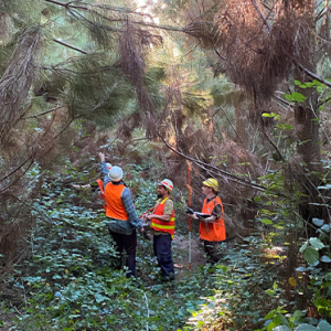 WoodChat-Bushfire-risk-mitigation