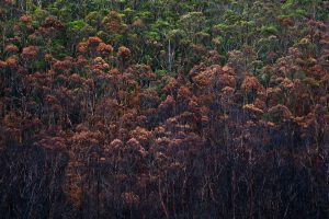WoodChat_podcast