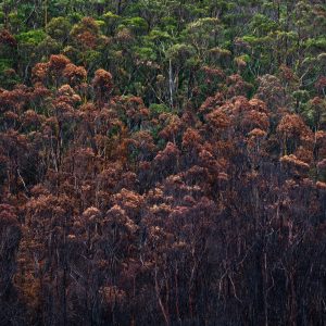WoodChat_podcast WoodChat_podcast