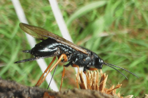 Wood_Wasp