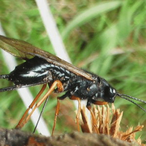 Wood_Wasp Wood_Wasp