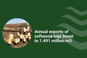 softwood log exports